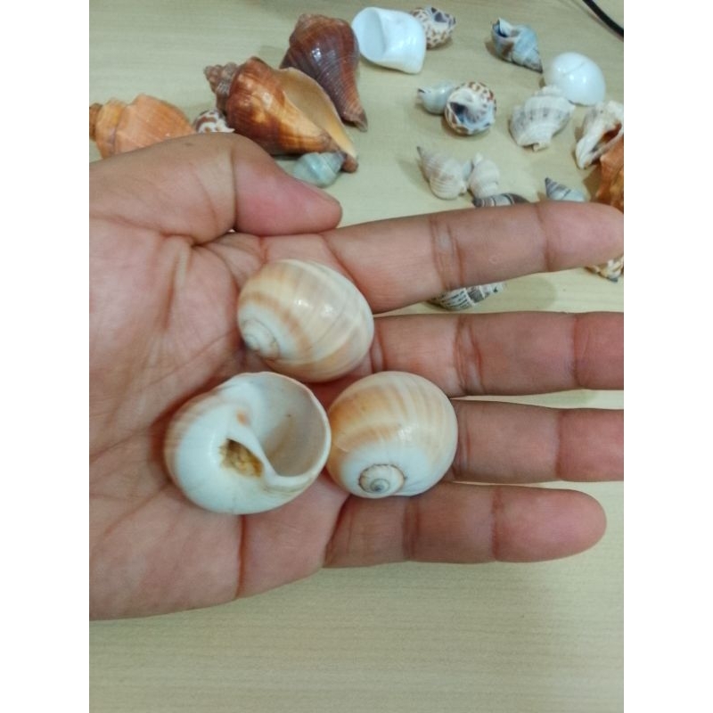 kerang buteng besar rumah kelomang