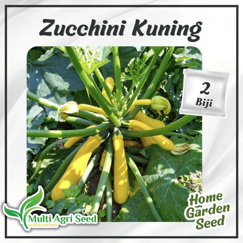 2 Biji Benih Zucchini Kuning Bibit Sayuran Zukini
