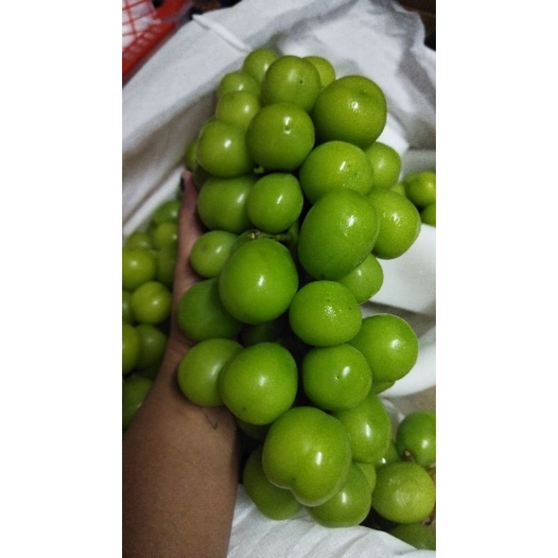 

anggur shine muscat KTA /kg