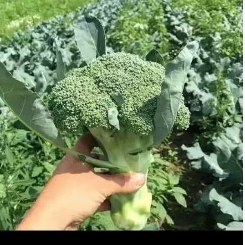 

10 Benih / biji Brokoli green