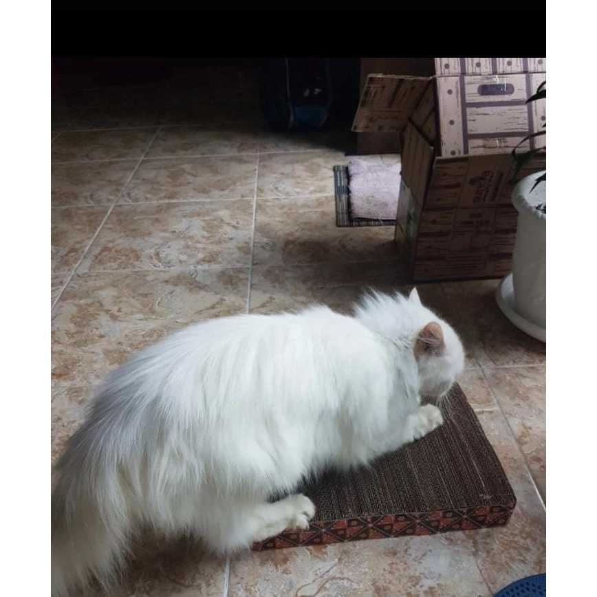 Cakaran Kucing/ Cardboard Kucing/ Mainan Kucing Kotak