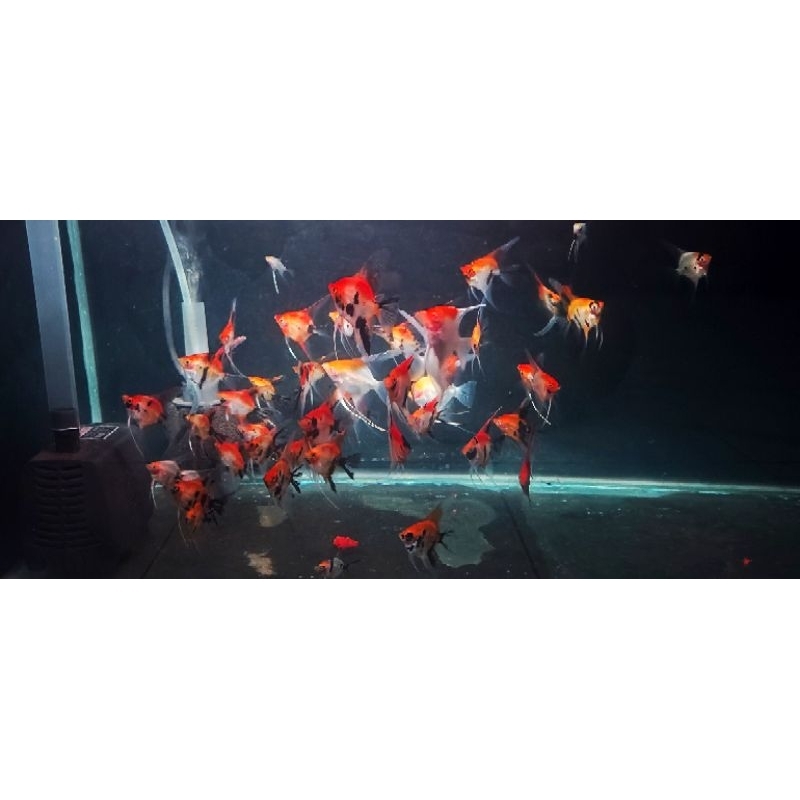 manfish red devil 3cm