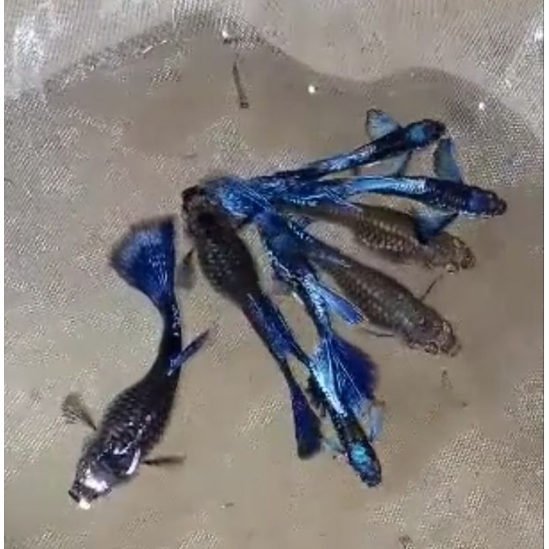 guppy blue dragon big ear