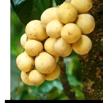 Bibit Duku Impor TANPA BIJI (LOKONG) Cangkok