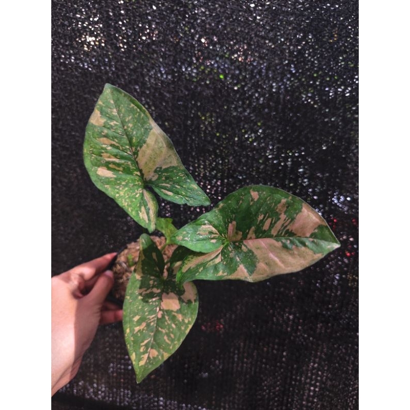 syngonium pink allusion