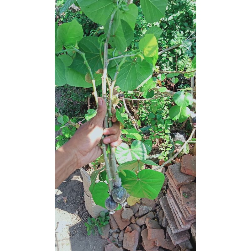 bonsai waru India cangkokan (los pucuk)