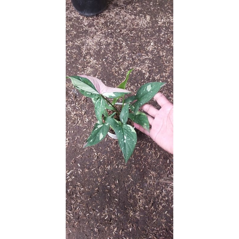 syngonium three colour syngonium tricolor