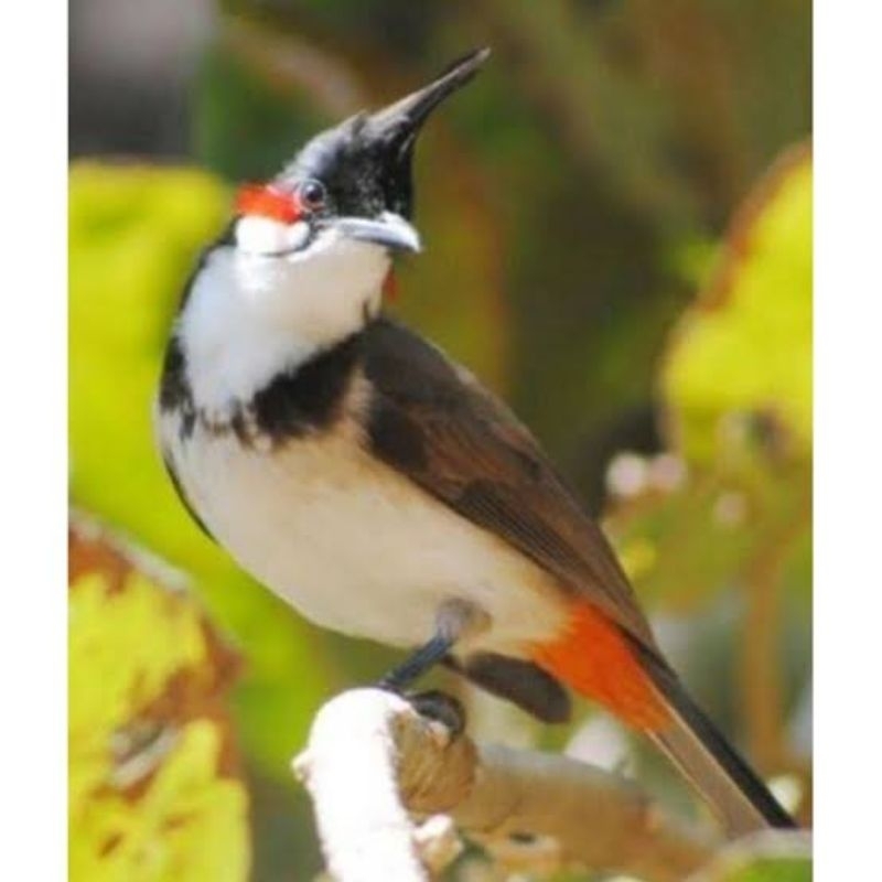 KUTILANG MALAYSIA JANTAN RAWATAN MULUS ( SUDAH BUNYI )