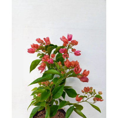 Bougenville Anggur Peach