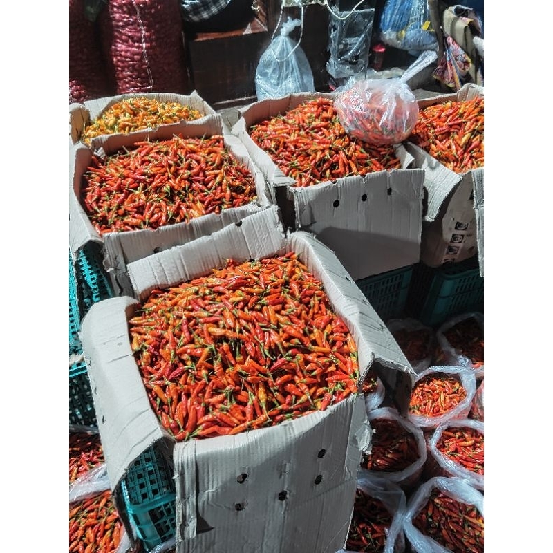 

Cabe rawit merah ori