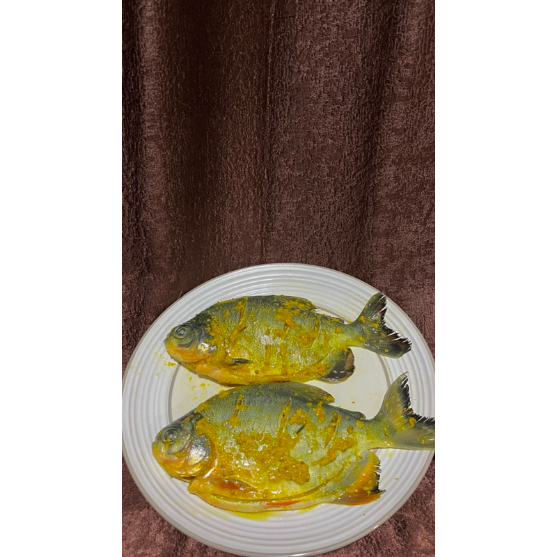 

Ikan bawal bumbu kuning prozen food siap masak 500gr isi 2 ekor