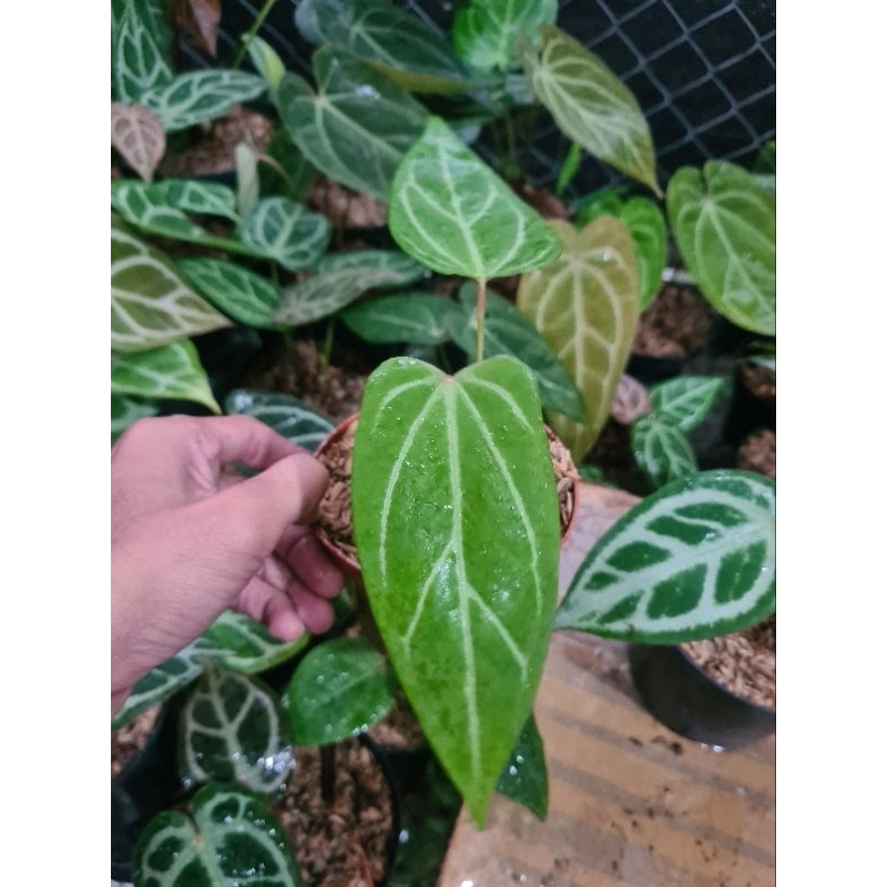 anthurium hu buterfly seed