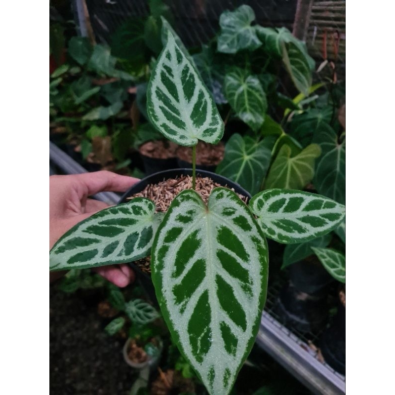 anthurium silver Tiger x hu