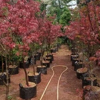 red maple japanese tinggi 1,5m sampai 2m red maple tinggi 2 meter pohon maple tanaman red maple japa