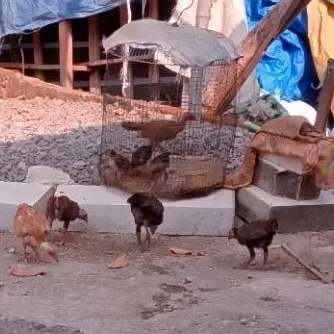 

ayam kampung asli murah