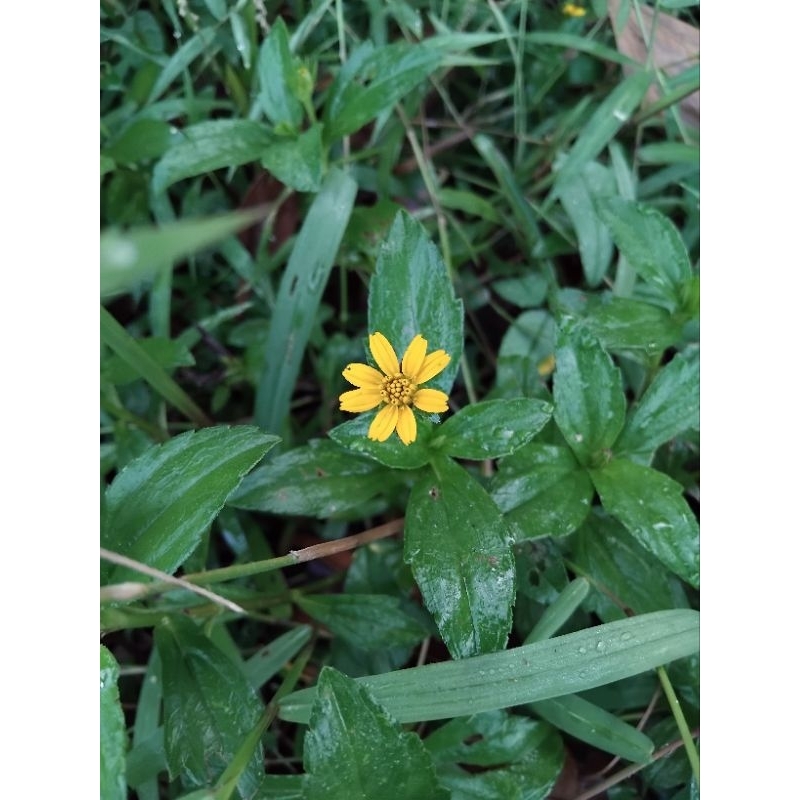 bibit tanaman Wedelia chinensis