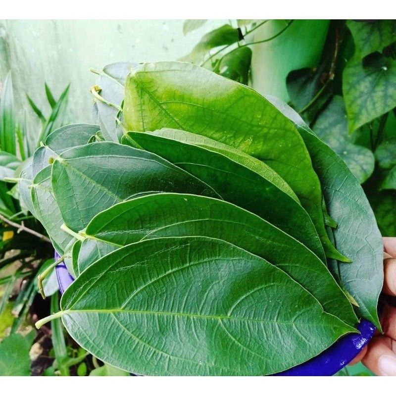 

Segar fresh Daun cincau 70 helai/Lembar di petik langsung darinpohon