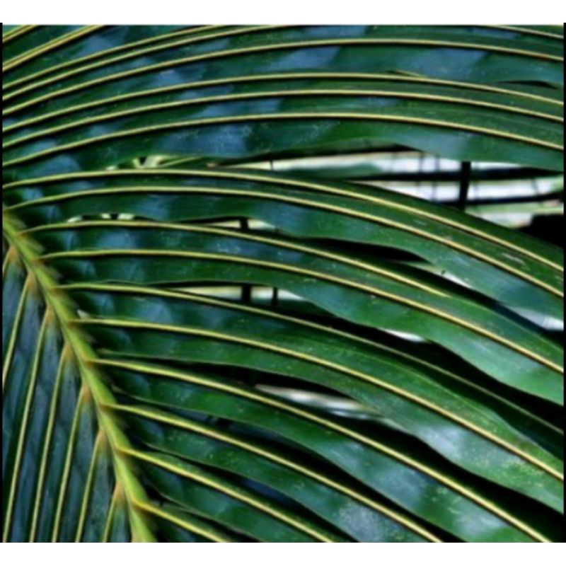 

daun kelapa segar 300 grm