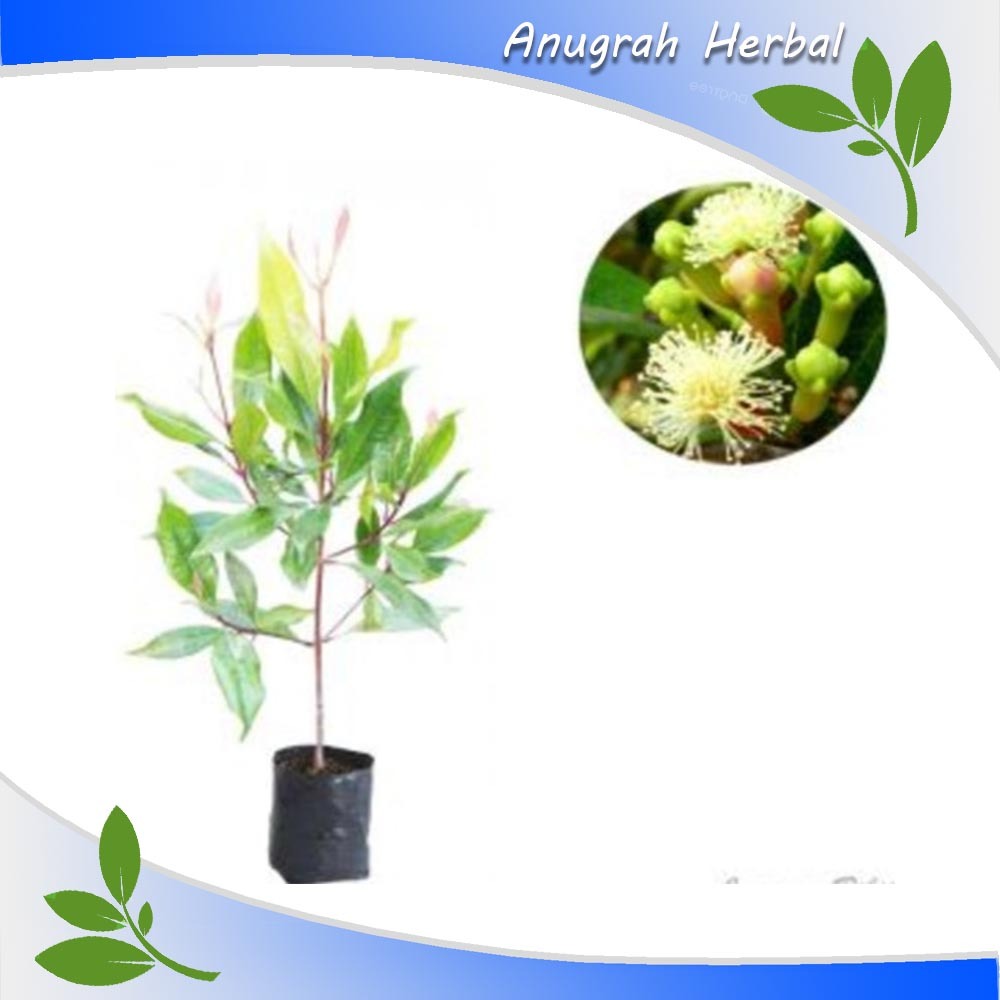 Bibit cengkeh unggul Zanzibar/Putih/Merah pilihan