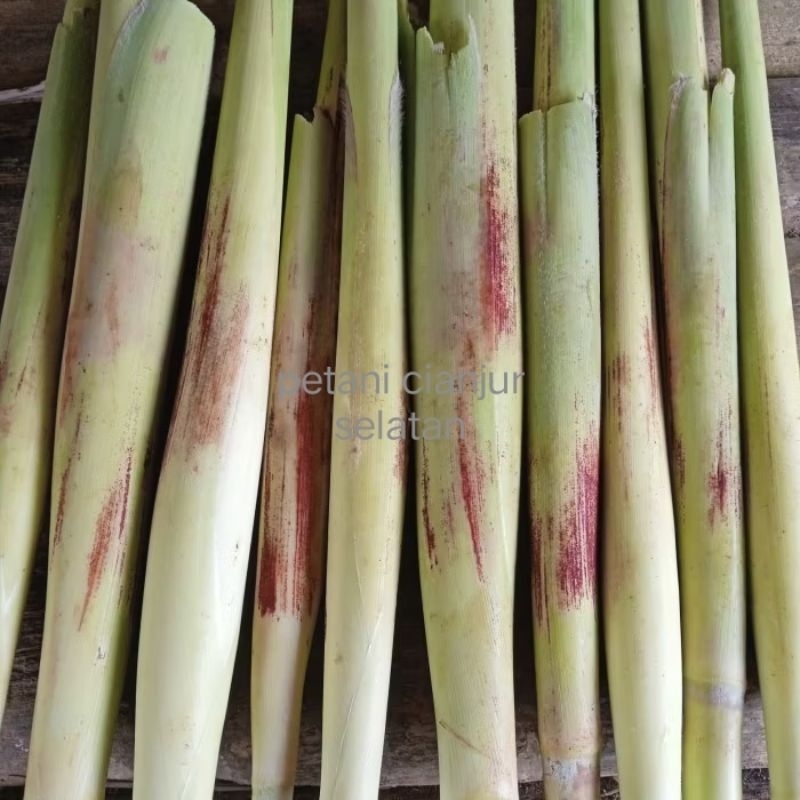 

Terubuk 1 Ikat (12 Pcs) | Turubuk | Trubuk | Tebu Telur | Tebu Endog | Telor Turubuk [Saccharum edule] | Sayur Lilin