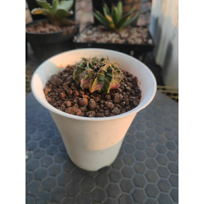 gymno double head | gymnocalycium LB hybrid double head variegata