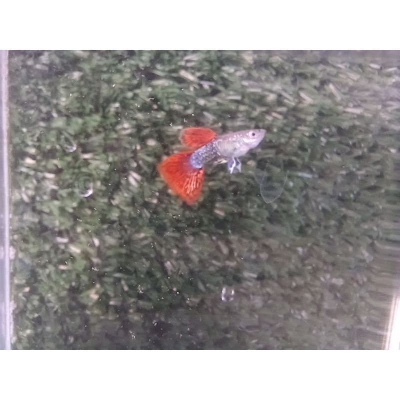 Ikan Guppy jantan Red Moscow