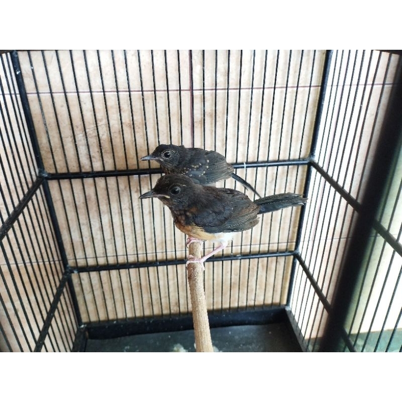 trotol/anakan murai betina