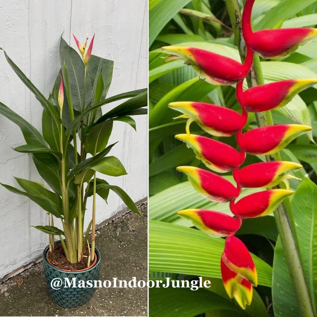 Tanaman Bunga Heliconia / Tanaman Hias Pisang - Pisangan Oren