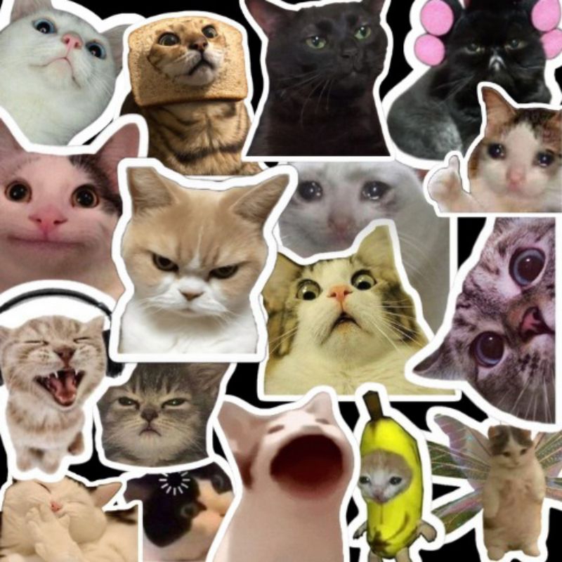 

stiker cat meme 1 pack: 50 pcs