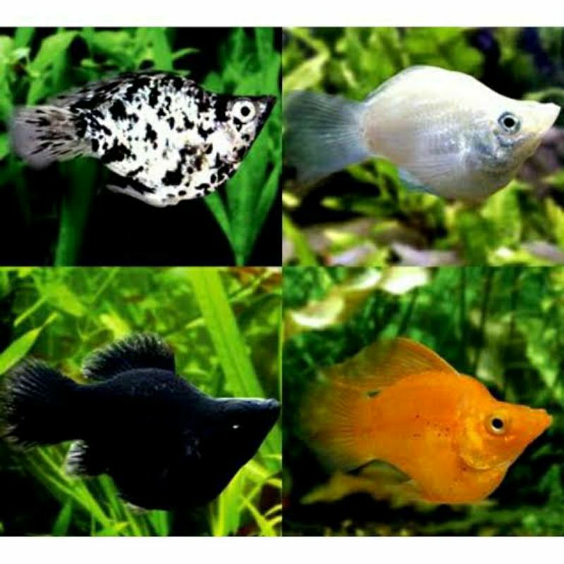 Ikan Molly Balon
