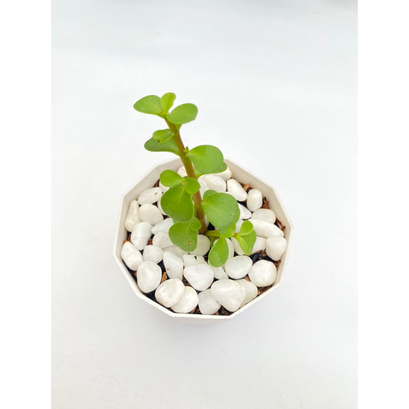 Sukulen Portulacaria afra hijau