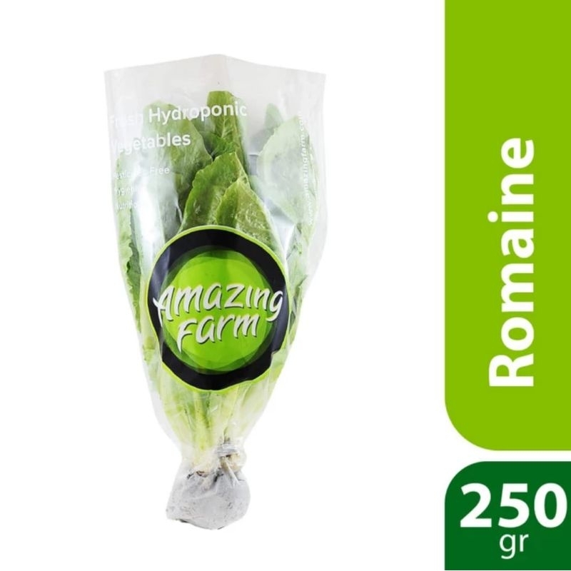 

Selada Romaine Hidroponik