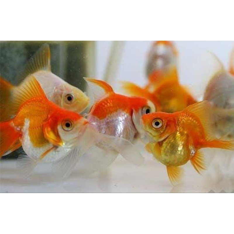 HIASAN AQUARIUM MAS KOKI RED WHITE PAKET ISI 5