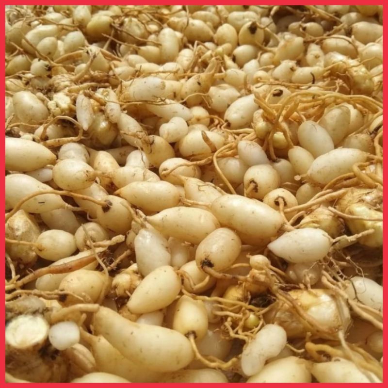 

Kunyit Putih (Kaempferia Rotunda) Segar / fres500 gr