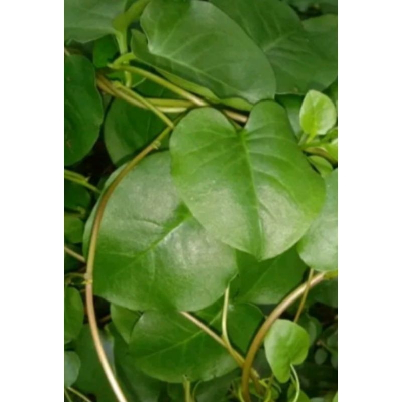 

daun binahong (hanya daun)