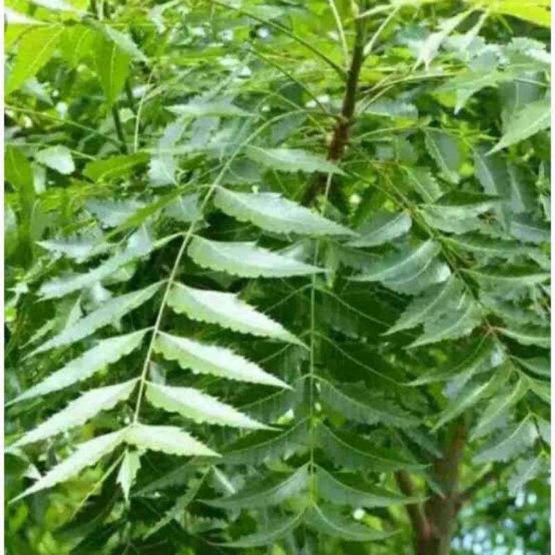

promo murah daun Mindi segar,500gram