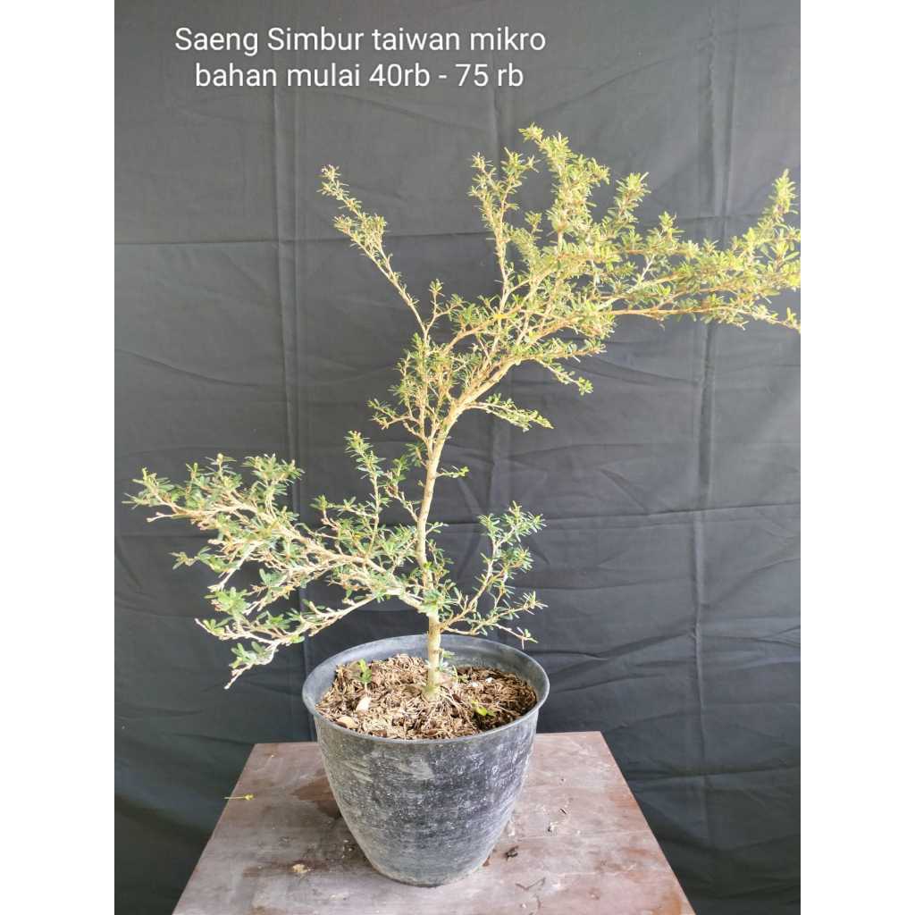 Bonsai Saeng Simbur