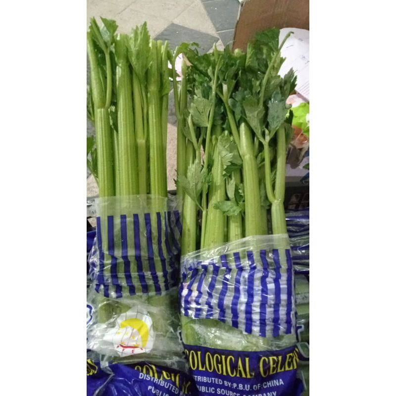

Seledri Stick Celedry Import Seledri Jus Fresh Segar