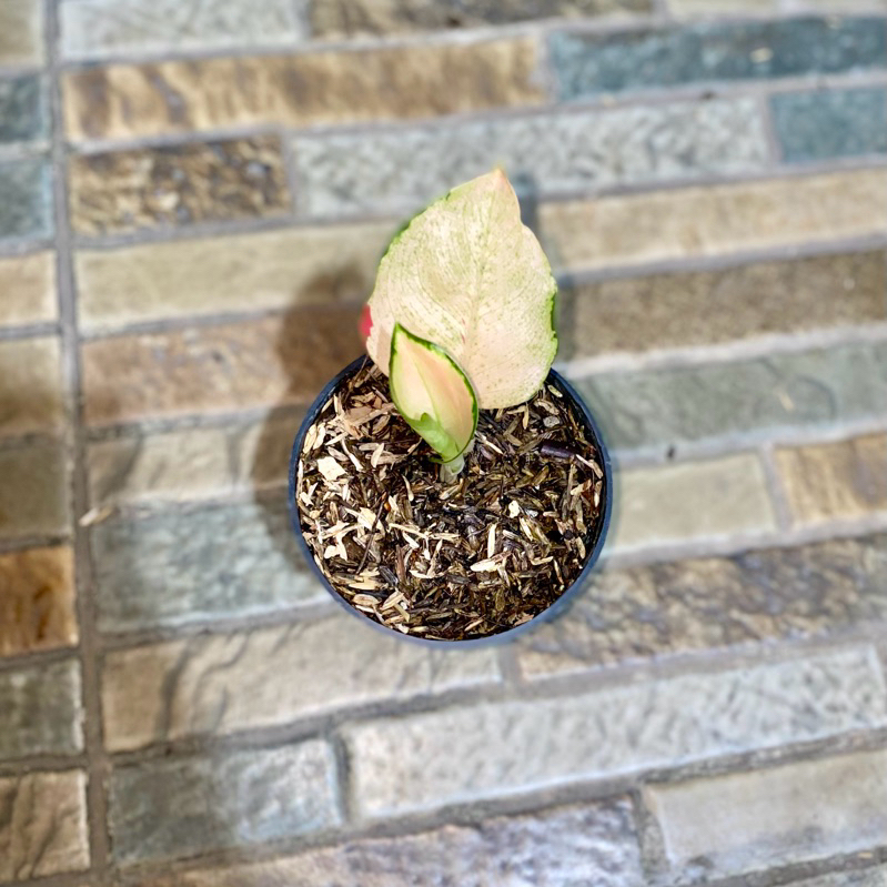 Aglaonema Kochin sutra