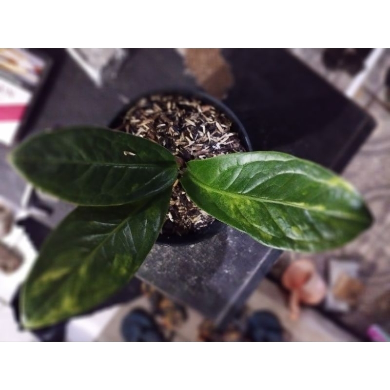 jemani tornado varigata