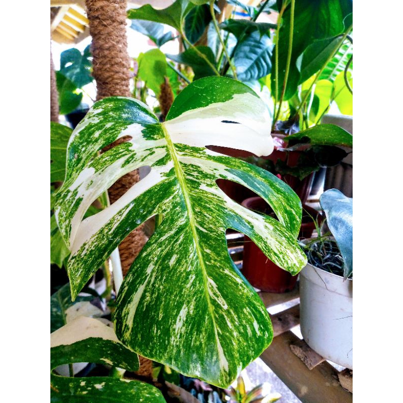 Monstera Variegata Monvar Ekonomis