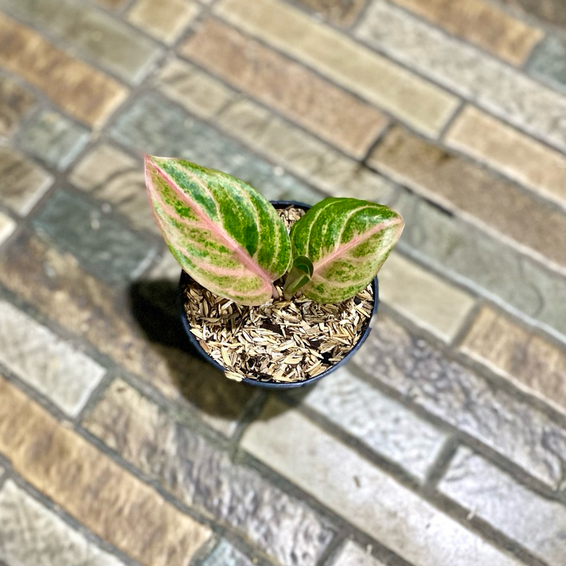 Aglaonema susan
