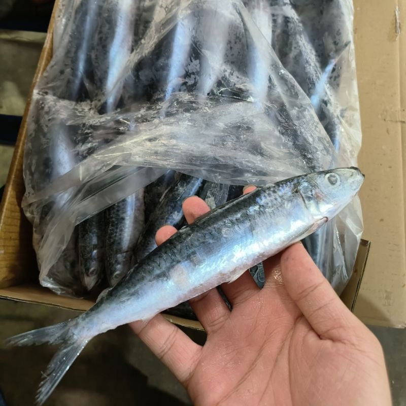

Ikan Sarden 1kg