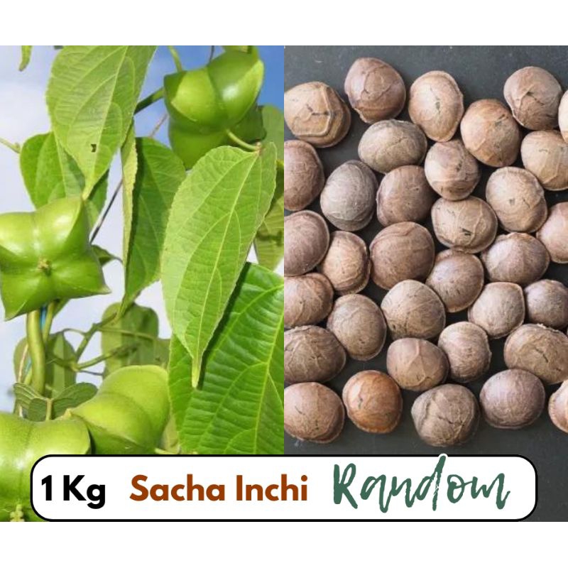 

Kacang Sacha Inchi 1 Kg Random