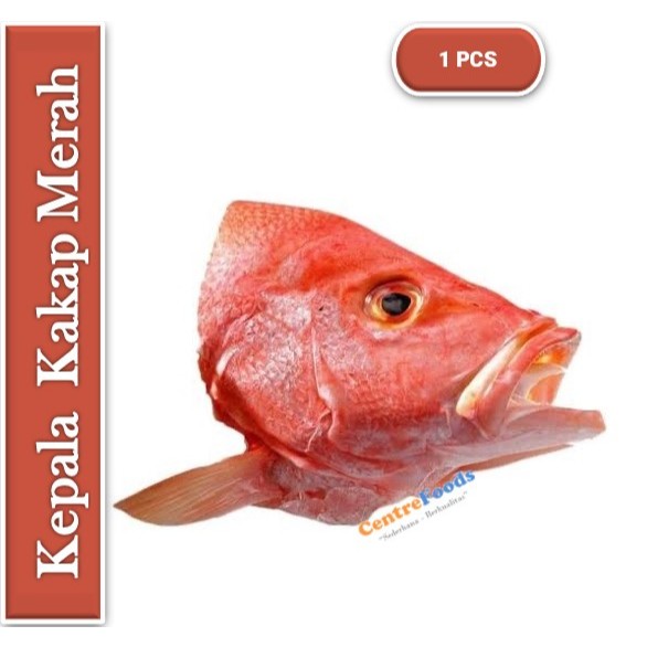 

Kepala Ikan - Kakap Merah Fresh | Size S [ Harga Per PCS ]