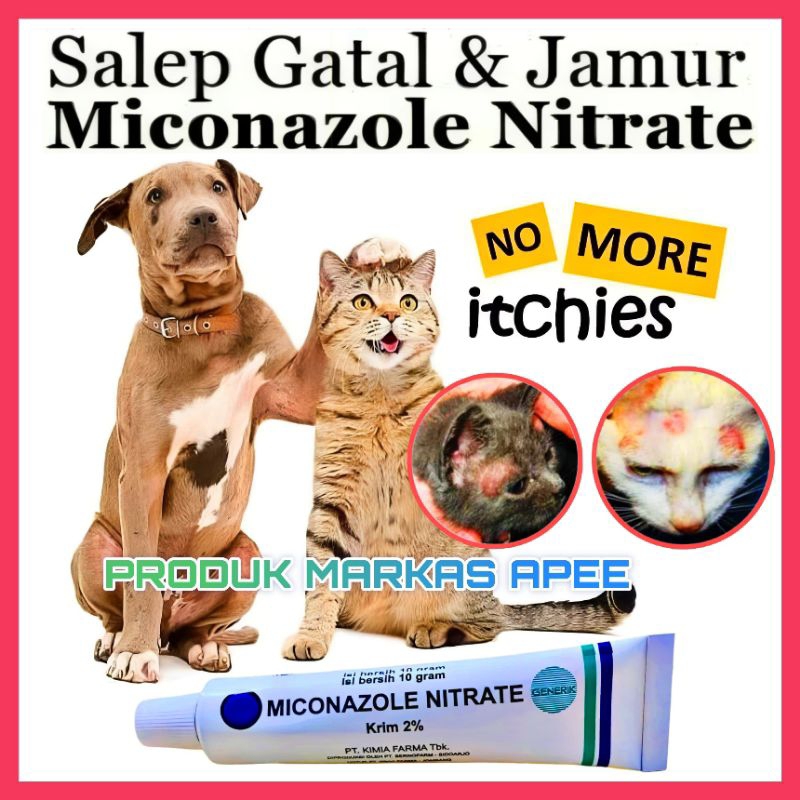 OBAT JAMUR KUCING MICONAZOLE - SALEP JAMUR KUCING ANJING KELINCI MICONAZOLE - OBAT LUKA JAMUR KUCING