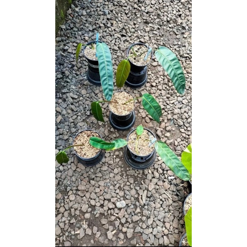 philodendron patriciae