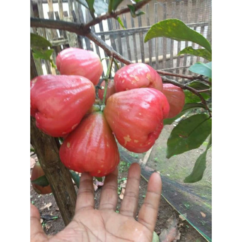 

bibit buah jambu air king rose super jumbo dan bentuk unik
