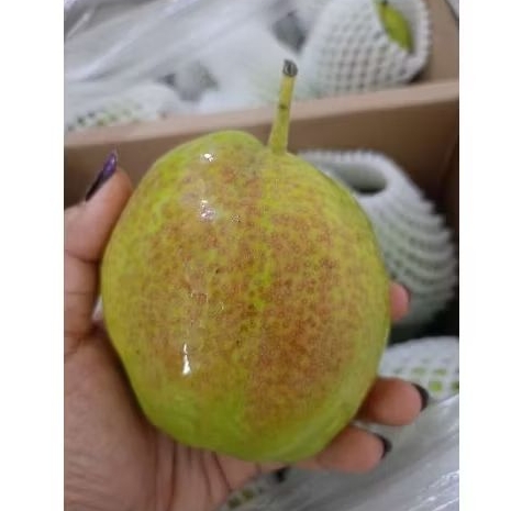 

Pear Fragrant Xianglie Manis