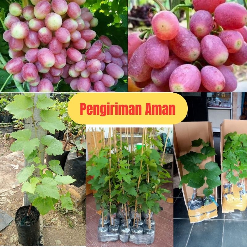 Anggur, Bibit Anggur Basanti, Bibit Anggur Cangkok, Bibit Anggur Cod